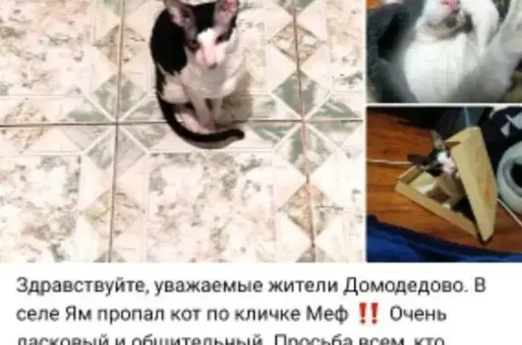 Пропала кошка, Домодедово