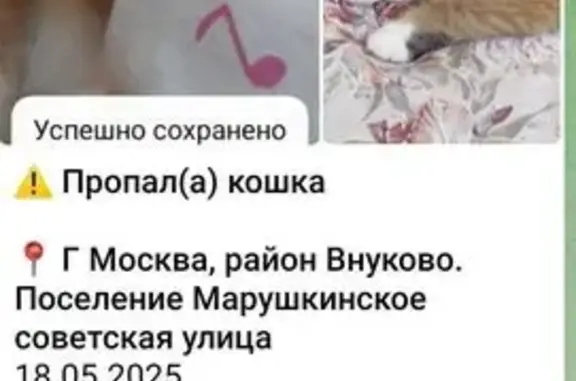 Пропала кошка, Марушкино
