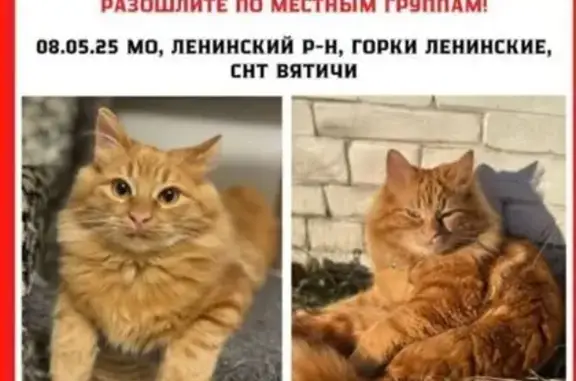 Пропала кошка, Горки Ленинские