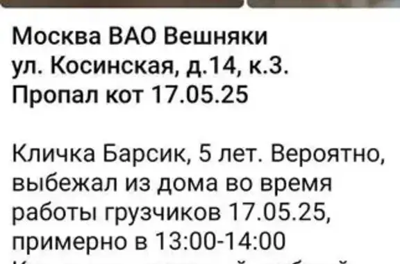 Пропала кошка, Москва