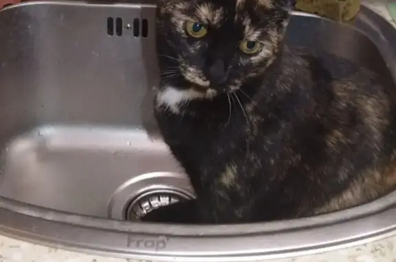 Кошки потеряшки, Тамбов, фото: Потеряшка кошка, ул. Горького 124, Тамбов