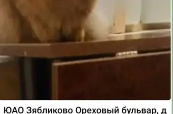 Пропала кошка, Москва