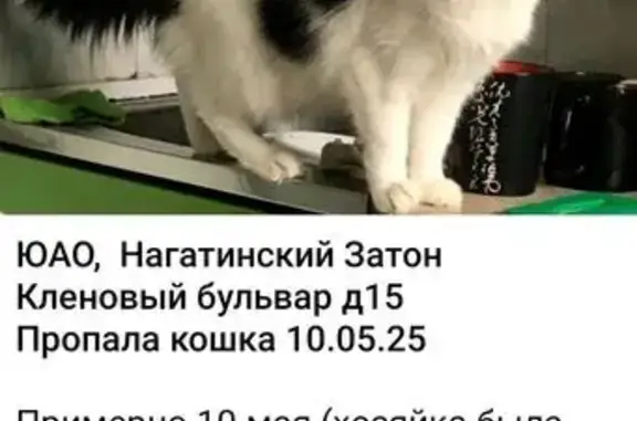 Пропала кошка, Москва