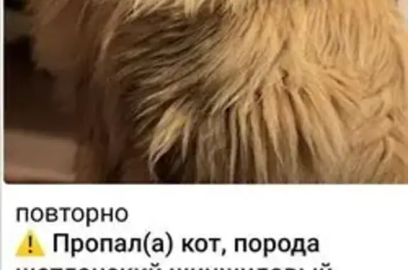 Пропала кошка