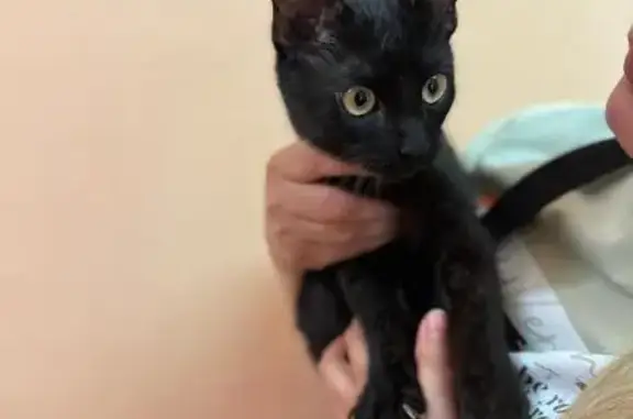 Кошка найдена у школы 92, Теплоэнергетиков 15B