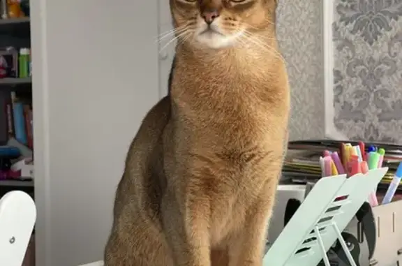 Кошки потеряшки, Костромская область, фото: Потеряшка кошка, Костромская область