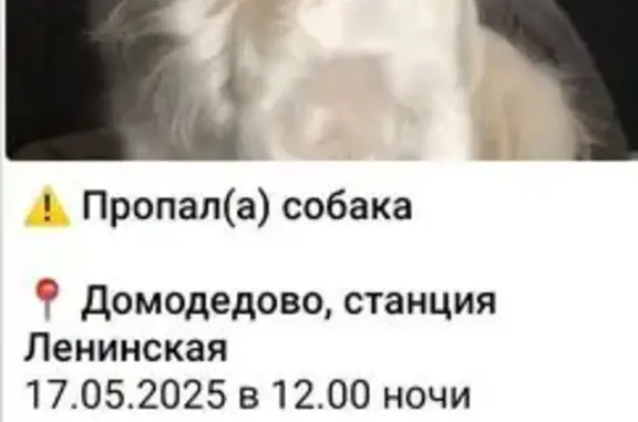 Пропала собака