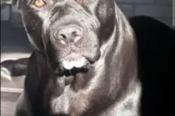 Собаки потеряшки, Сухиничи, фото: Потеряшка собака, ул. Ленина, 143, Сухиничи