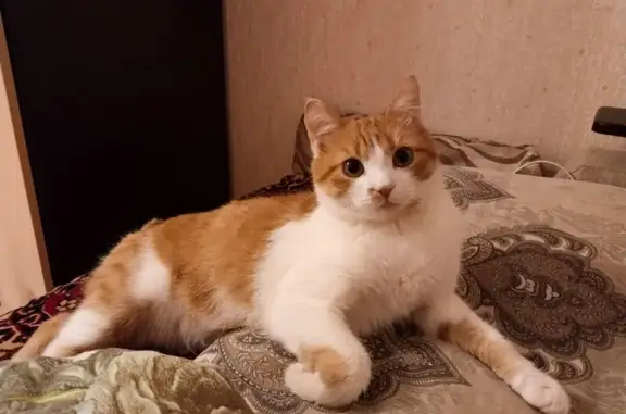 Пропала кошка, Белгород