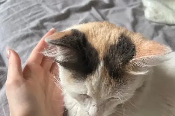 Найдена кошка, Сургут, фото: Найдена кошка, Сургут