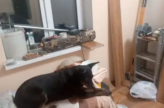 Собаки потеряшки, Ачаир, фото: Потеряшка собака, Зелёная ул. 53, Ачаирское