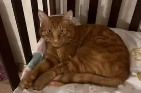 Кошки потеряшки, Емельяново, фото: Потеряшка кошка, Емельяново, Красноярск