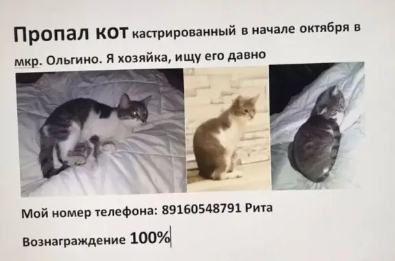 Пропала кошка, Московская область