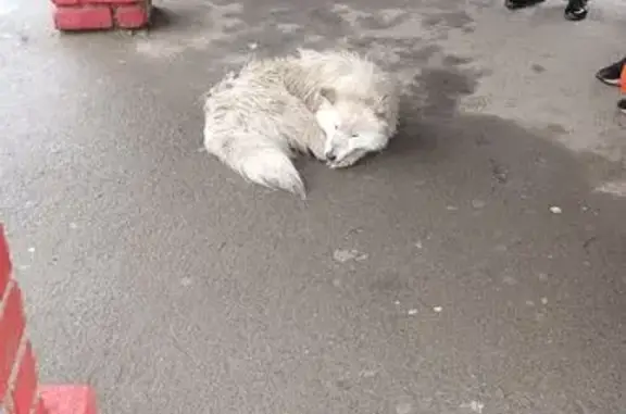 Найдена собака, Горно-Алтайск, фото: Собака найдена: Коммунистический 117, Г-А.