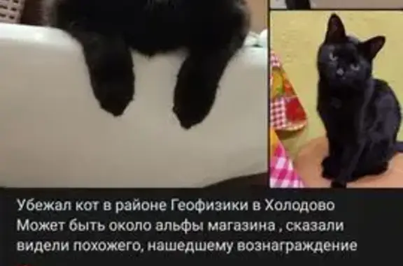 Пропала кошка, Раменское