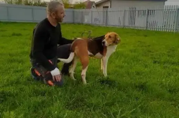 Собаки потеряшки, , фото: Потеряшка собака на ул. Ленина, Михайловский