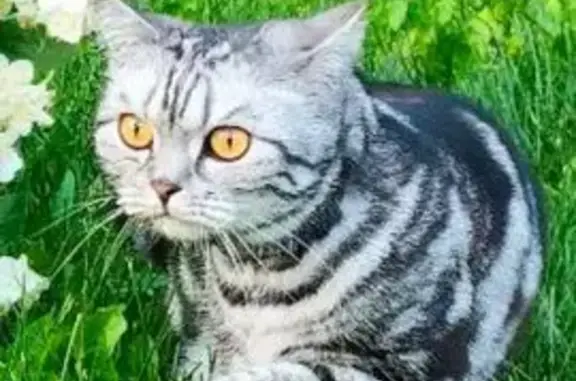 Пропала кошка, Костромская область