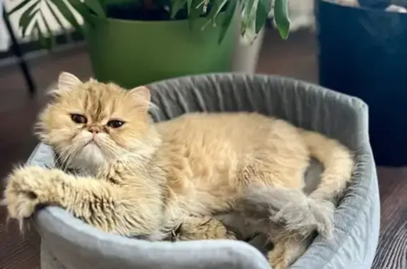 Пропала кошка, Родники