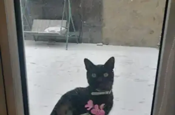 Пропала кошка, Волгоград