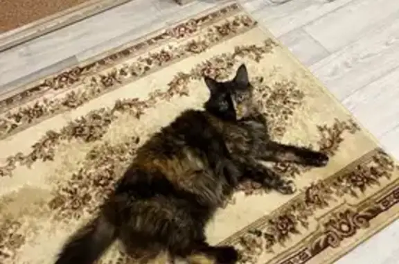 Кошки потеряшки, Нижний Новгород, фото: Потеряшка кошка, ул. Бурнаковская, 63