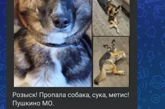 Пропала собака, Пушкино