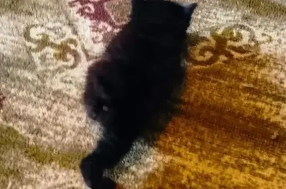 Найдена кошка, Коса, фото: Котенок найден: Советская, 15, Елизаветинская