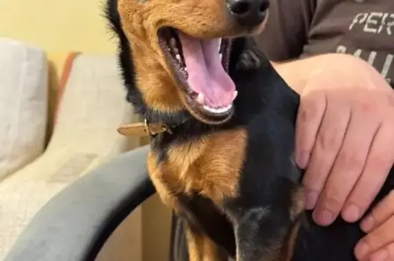 Найдена собака, Энгельс, фото: Найдена собака на Студенческой, 227, Энгельс