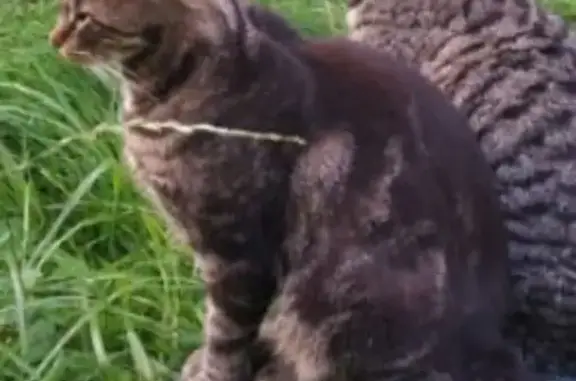 Кошки потеряшки, Санкт-Петербург, фото: Потеряшка кошка, Гданьская ул. 18, СПб