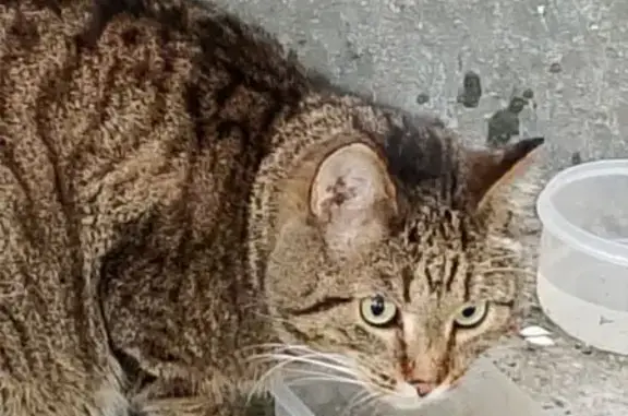 Кошка найдена: ул. 50 Лет Октября, 32, Тюмень