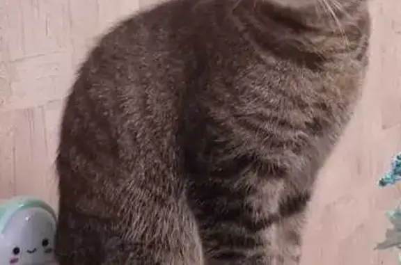 Кошки потеряшки, Коммунарка, фото: Потеряшка кот Вася, Коммунарка 22, помогите!