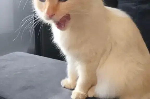 Найденные животные Томск, фото: Кошка найдена у киномакса, Подгорная 77