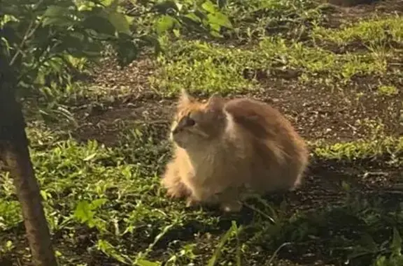 Рыжий кот найден: Профсоюзная, 113к1