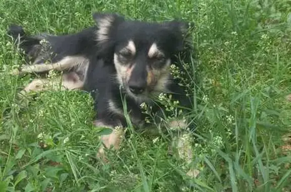 Собака найдена: Таганрогская 116Г, Ростов