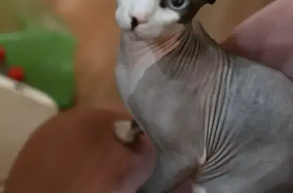 Кошки потеряшки, , фото: Потеряшка кошка