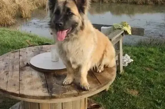 Собаки потеряшки, Зеленополье, фото: Потеряшка собака, Правдинская ул., 6