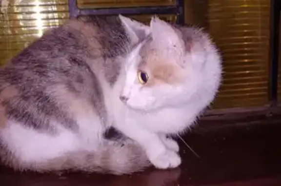 Найдена кошка, Рязань, фото: Трехцветная кошка найдена на Пирогова, 8