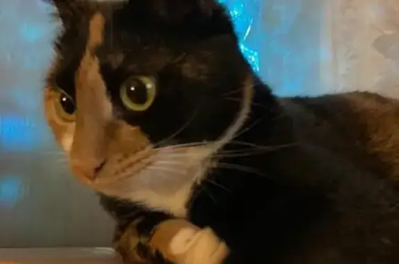 Кошки потеряшки, Павловское, фото: Потеряшка кошка, О.П. 45 Км, Ленобласть