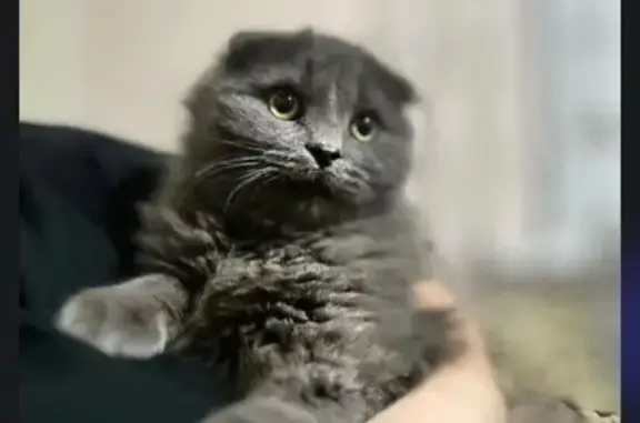 Кошки потеряшки, Шахты, фото: Потеряшка кошка, Шахты