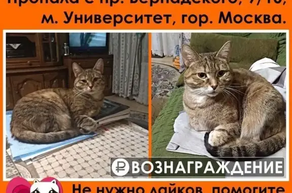 Пропала кошка, Москва