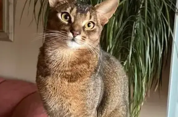 Кошки потеряшки, Московская область, фото: Потеряшка кот Веня, СНТ Полет-1, МО