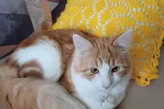 Кошки потеряшки, Ленинградская область, фото: Потеряшка кошка, Лемболово, Ленобласть