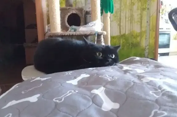Найдена кошка