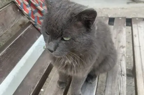 Найдена кошка, Улан-Удэ, фото: Найдена кошка, Улан-Удэ