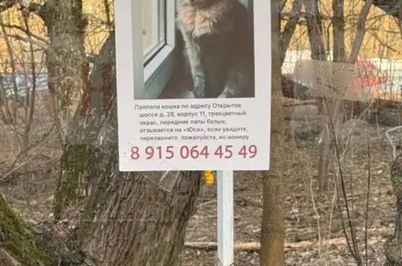 Пропала кошка, Москва