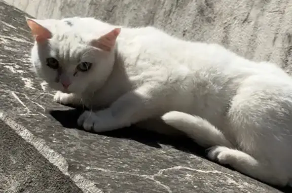 Кошка найдена: Шкапина, 23, СПб