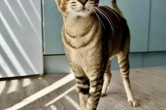 Кошки потеряшки, , фото: Потеряшка кошка Феня, Ленинакан, Трудовая 29