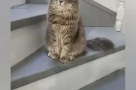 Пропала кошка, Ярцево