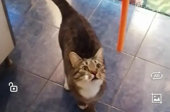 Объявления о пропавших и найденных животных, Москва, фото: Пропала кошка, ул. Борисовские Пруды, 30