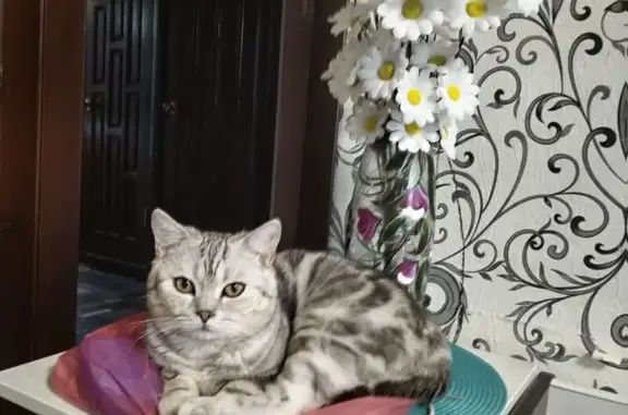 Пропала кошка, Лямбирь