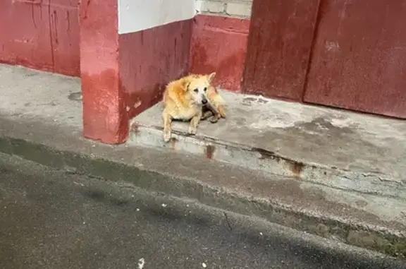 Собака найдена: ул. Нефтяников, 26, Яр.